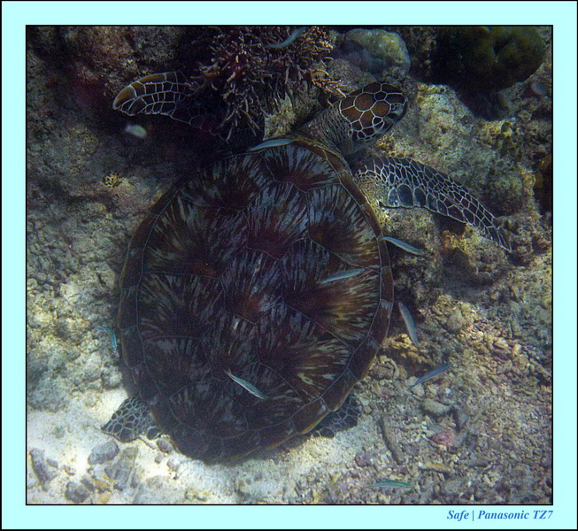 2011 - 08 - Borneo - Mataking 17